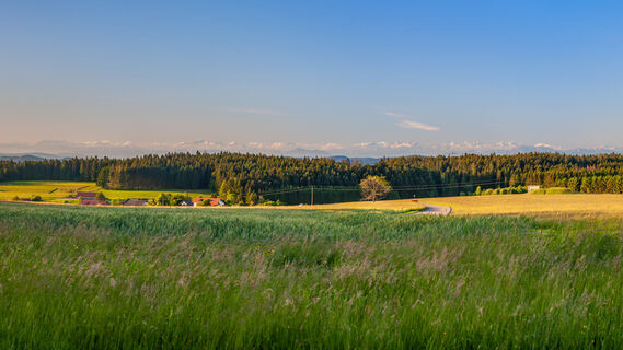 Bergalingen