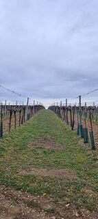 Fotografia z Alexandra Stani na trase