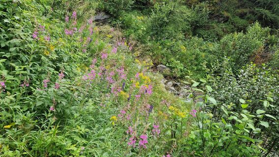 Blumenwiese beim Aufstieg