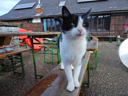 Grünburger Hütte - Frauenstein