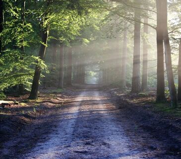 Wald