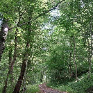 Idyllische Waldwege