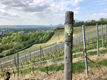 Weinwanderweg Oberdollendorf