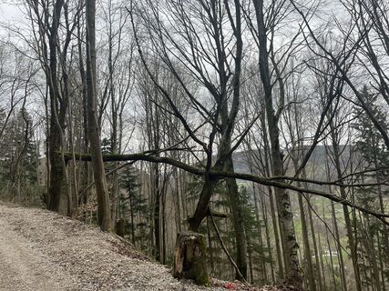 Fotografija s spletne strani Julia Wimmer 4 na poti