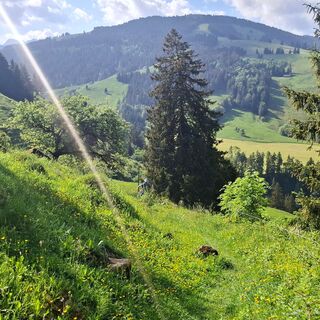Warme Seite - Zollhaus-Gurnigel Trailrun