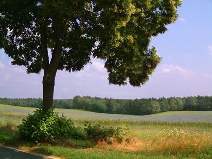 Fläminglandschaft