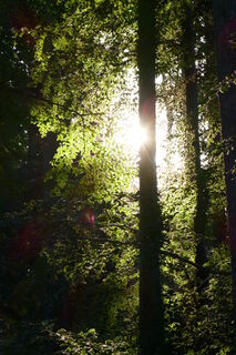 Morgenstimmung im Wald - ein Genuss