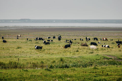 Nordfriesland_Hattstedtermarsch_MR_230812_295