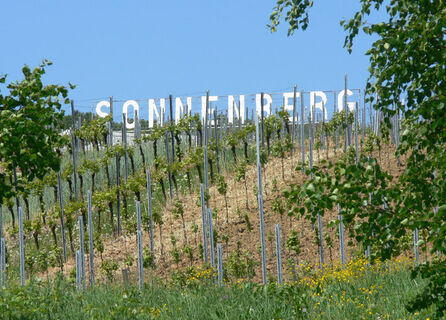 Der Sonnenberg ist die einzige Einzellage von Schweigen-Rechtenbach.