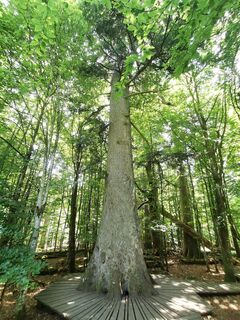 Photo de Waldläufer le long du parcours