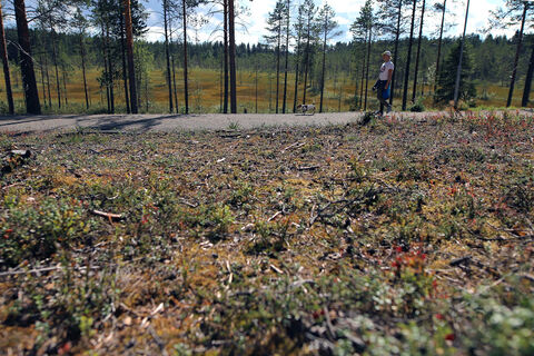 Waldansichten auf dem Petäjäkangas-Pfad, Kuusamo