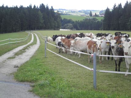 Baumgartsau: Zebus, eine Rinderrasse aus dem asiatischen Hochland.