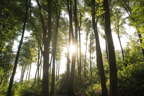Wald in der Elfringhauser Schweiz