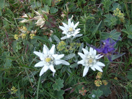 Trenchtling / Edelweißwiese