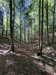 Fotografija s spletne strani Miha Gros na poti