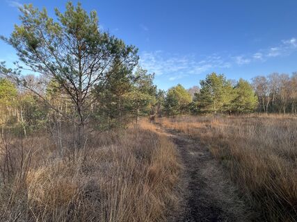 Niedersandhauser Moor