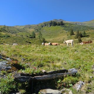 Rinderherde entlang des Weges