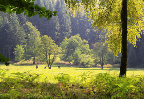 Idyllisches Waldprechtstal