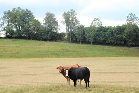 Weidelandschaft
