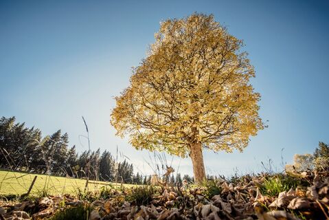 baumhoroskopweg - familienwanderung_img_58021495