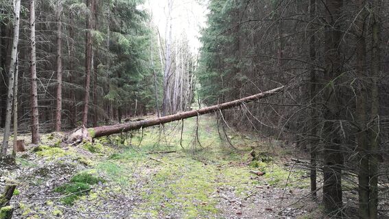 Von Dreba zum Plothener Hausteich