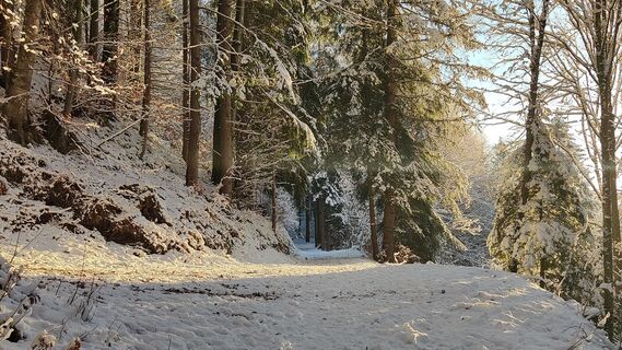 ein breiter Weg führt durch den Wald am Rande der Lärchenwiese Siedlung