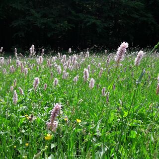 Nähe Frau Holle-Teich