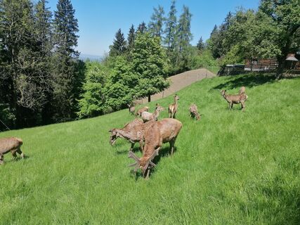 Fotografija s spletne strani Turbinio na poti