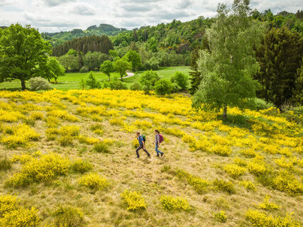 Eifelgold Route, Wandern durch blühenden Ginster