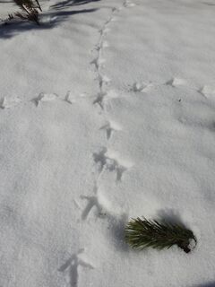 Spurensuche im Schnee