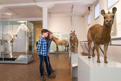Deutsches Pferdemuseum - Urpferdchen