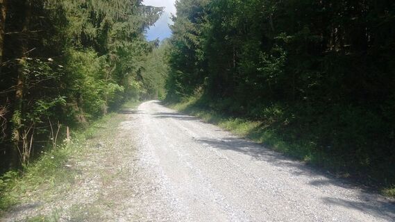 Durch_einen_schönen_Hochwald_Wegverlauf