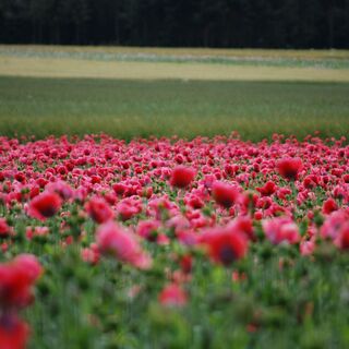 Mohnfeld