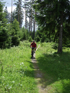Mountainbiker auf Singletrail
