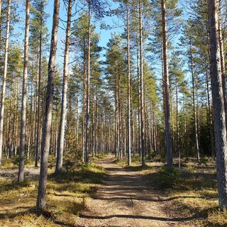 Haukvuoren Runde