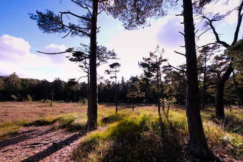 Teutoburger Wald / Detmold / Hangmoor
