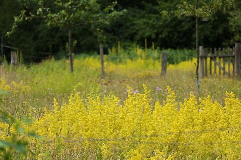 Raps auf der Streuobstwiese