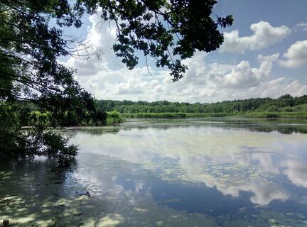 Unkenpfad Litzenteich