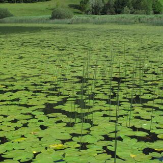 Seerosen auf dem Ampolasee