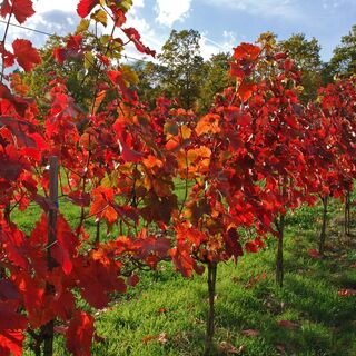 Herbstlicher Weinberg bei Dörzbach
