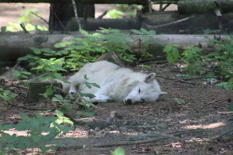 Wolfcenter Dörverden