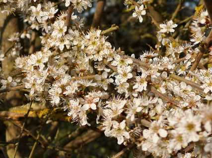 Frühling