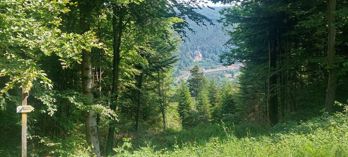 Blick auf Neckargerach