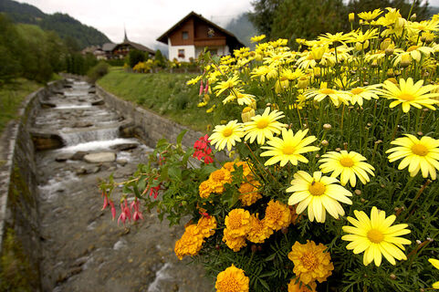 Blumen bei der Brücke in St. Peter