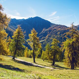 Die Lärchen von Balavaux