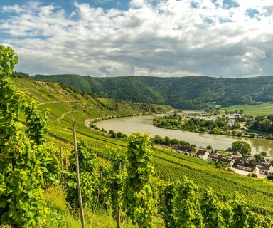 Ausblick vom Moselsteig auf die Mosel bei Leiwen