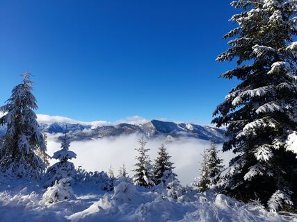 Foto van sumi langs de tour