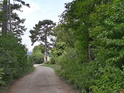 Lindenberg