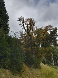 Foto de Wolfgang Schmied a lo largo del recorrido