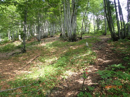 Aufstieg im Wald